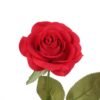 LED Enchanted Rose in Glass Dome Light Up Artificial Flower Gift Valentine Anniversary